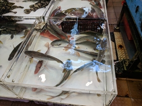 Sai Ying Pun Market, Live fish3