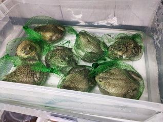 Rong Market, Live Frogs